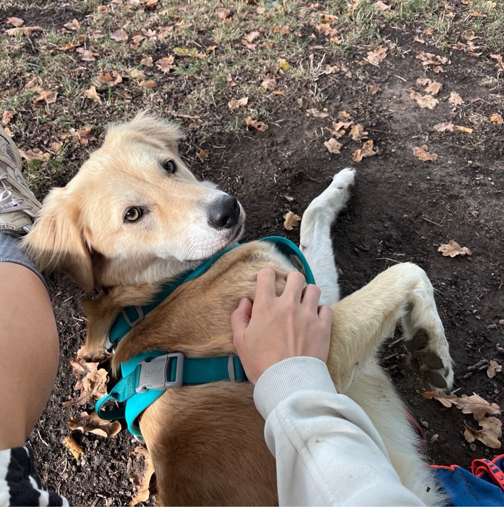 Hundetreffen-Social Walk und freundliche Hundekontakte gesucht-Profilbild