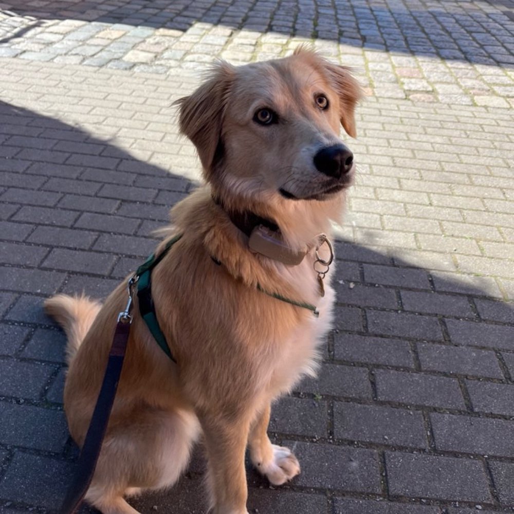 Hundetreffen-Social Walk/ Spielen im eingezäunten Bereich-Profilbild