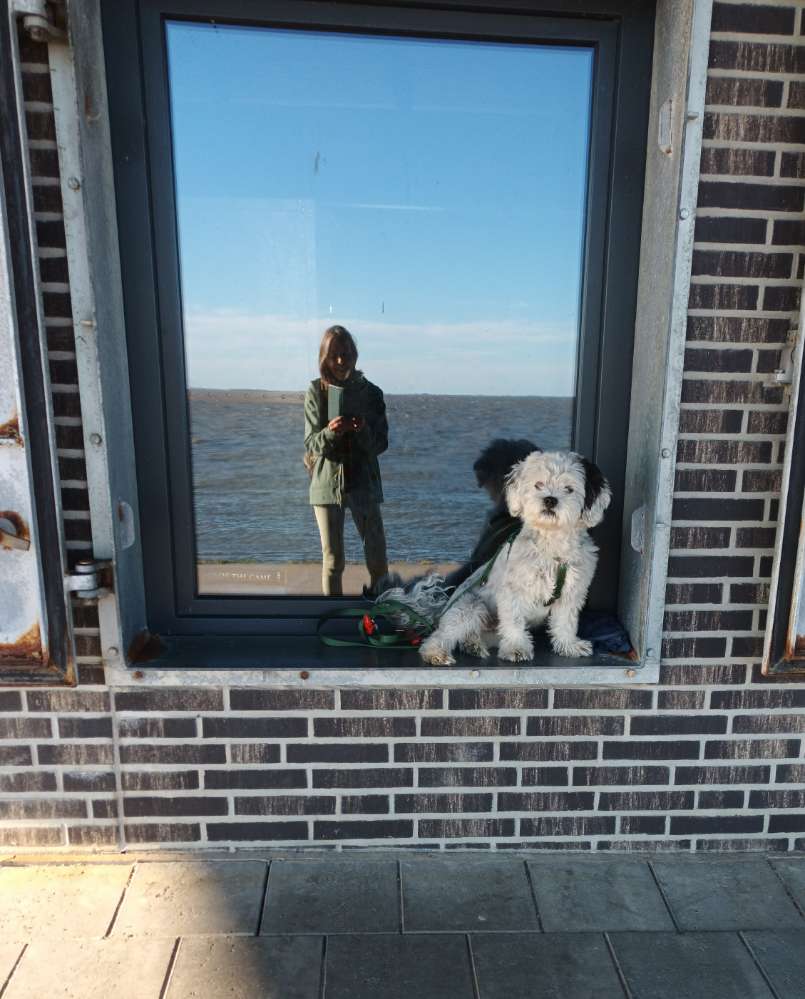 Hundetreffen-Hundespaziergänge-Profilbild