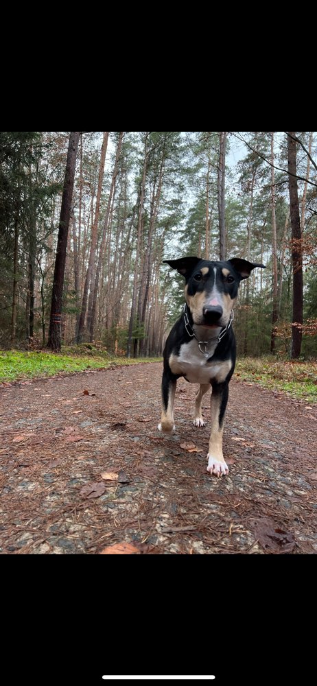 Hundetreffen-Spaziergang an der Leine ( Frustrationstoleranz üben)-Profilbild