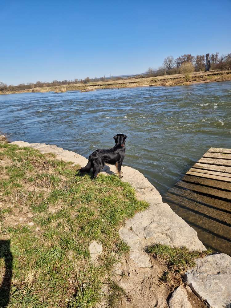 Hundetreffen-Spazieren gehen und Playdate-Profilbild