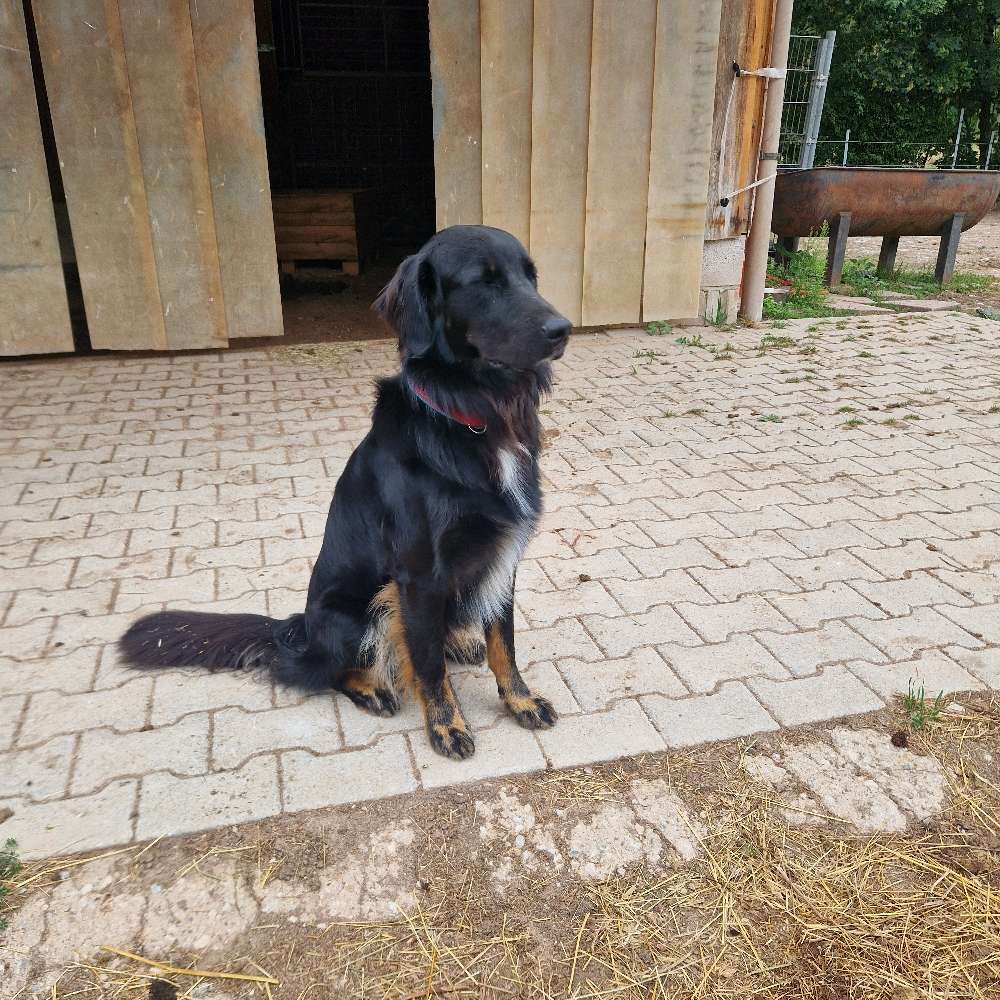Hundetreffen-Hundespaziergang,  Spielspaziergang-Profilbild