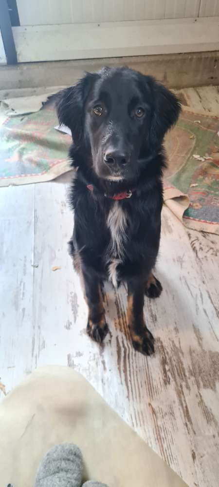 Hundetreffen-Hundkumpel zum Spazierengehen und toben-Profilbild