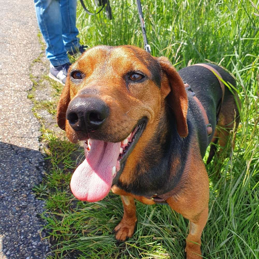 Hundetreffen-Eine lockere Gassi- und Spielrunde-Profilbild