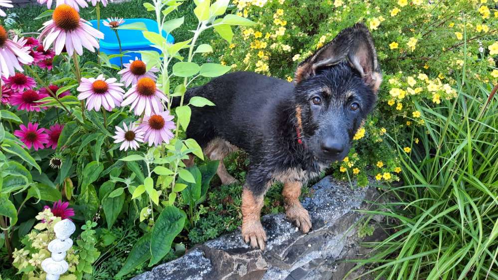 Hundetreffen-Welpenfreunde im 16.Bezirk gesucht (Kreuzeichenwiese oder Wilhelminenberg)-Profilbild