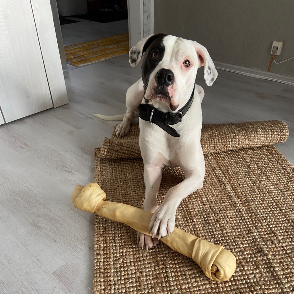 Hundetreffen-Spielkameraden / Gassirunde-Profilbild