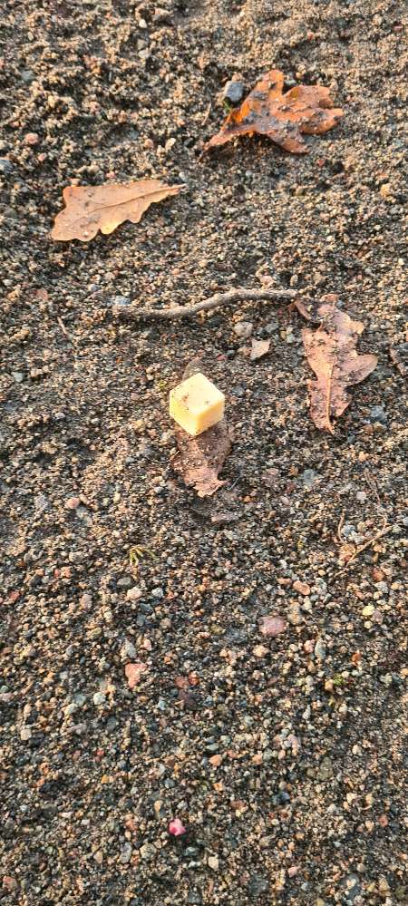 Giftköder-Fleischstücke-Profilbild