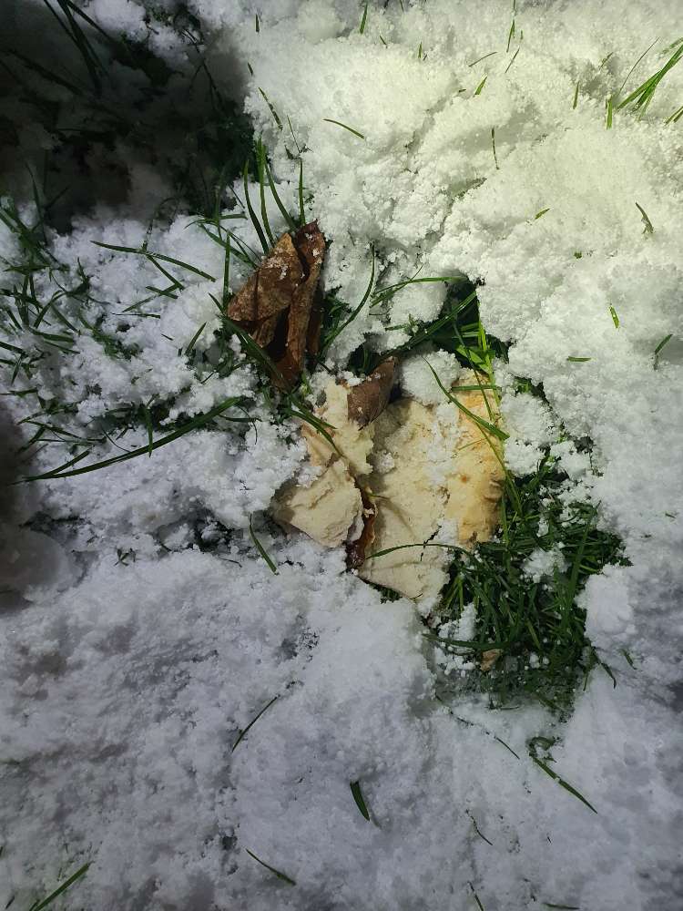 Giftköder-Brot versteckt unter Schnee-Profilbild