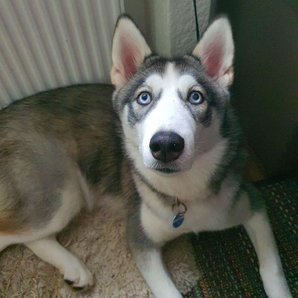 Hundetreffen-Spielpartner in Neu Asseln /Brackel-Profilbild