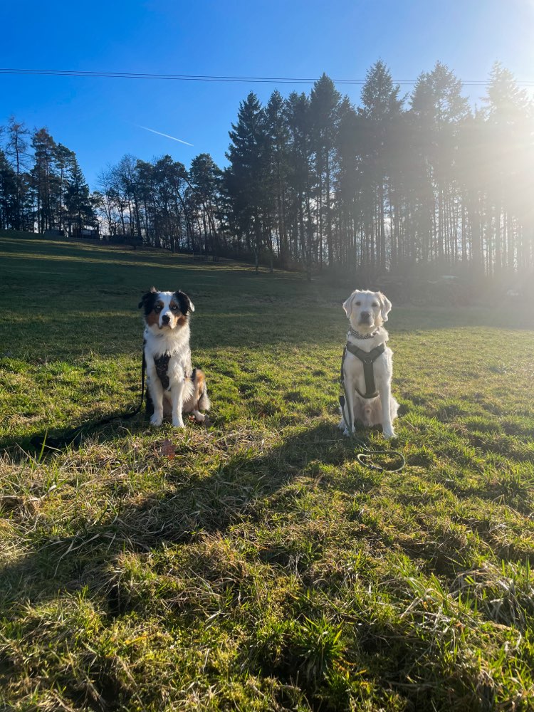 Hundetreffen-Spazieren mit Oliver und Oskar-Profilbild