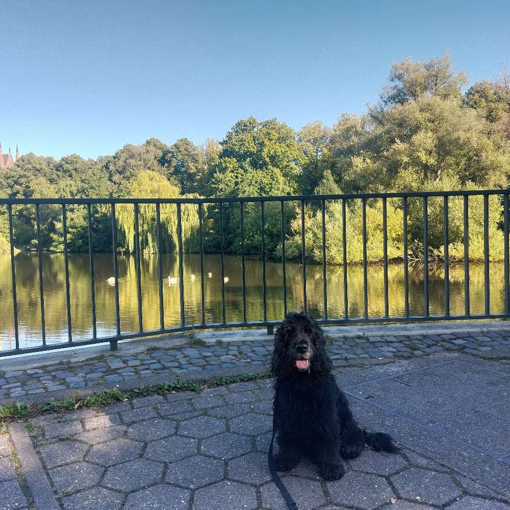 Hundetreffen-Social Walk am Eilbekkanal / Alster-Profilbild