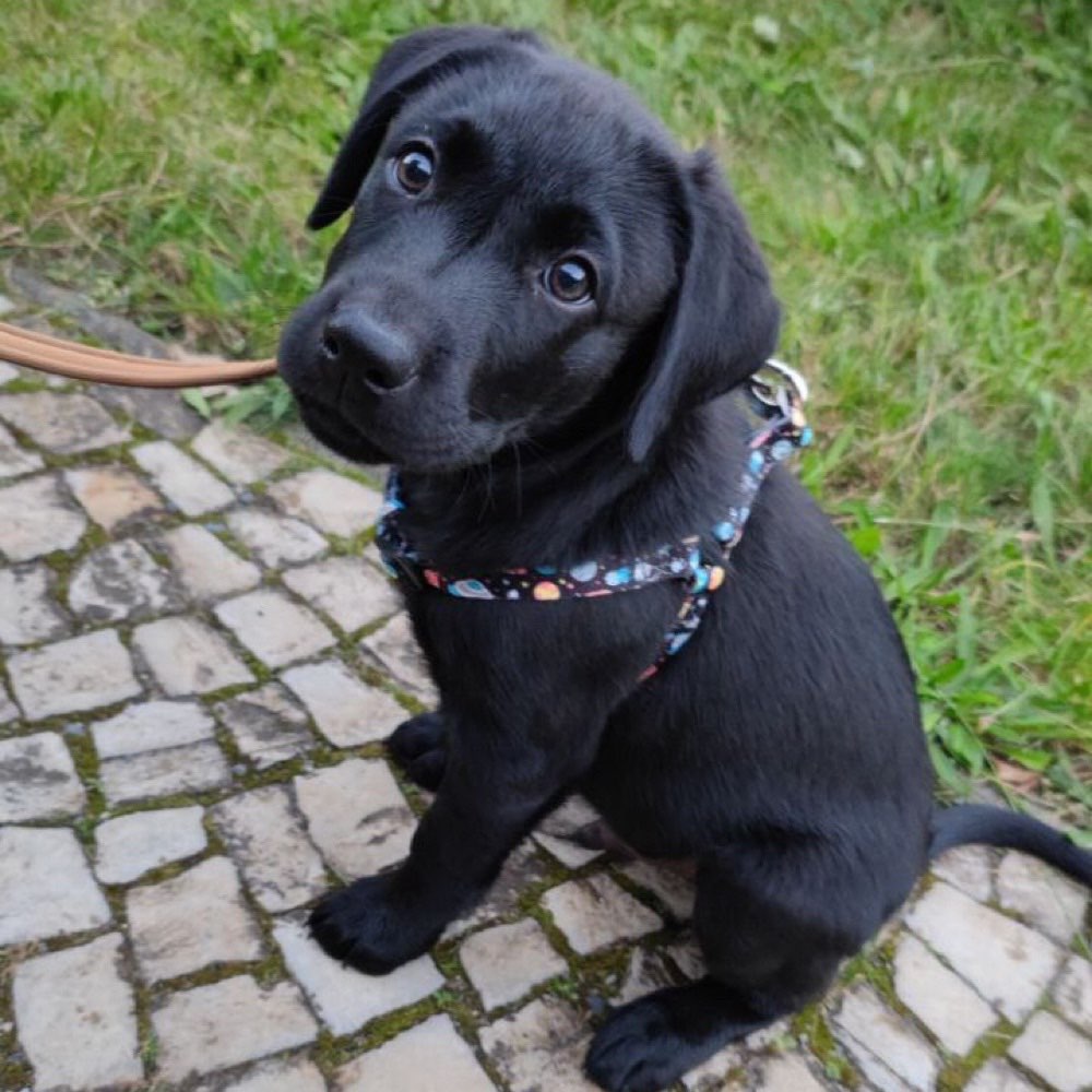 Hundetreffen-Welpentreffen in DD Südvorstadt/Plauen-Profilbild