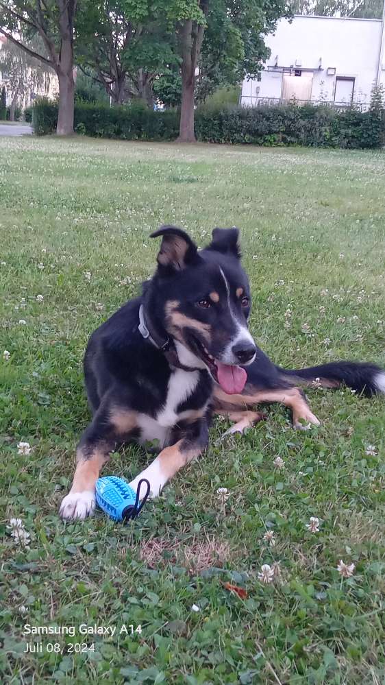 Hundetreffen-Die vierte Staatliche Regelschule Gera-Profilbild