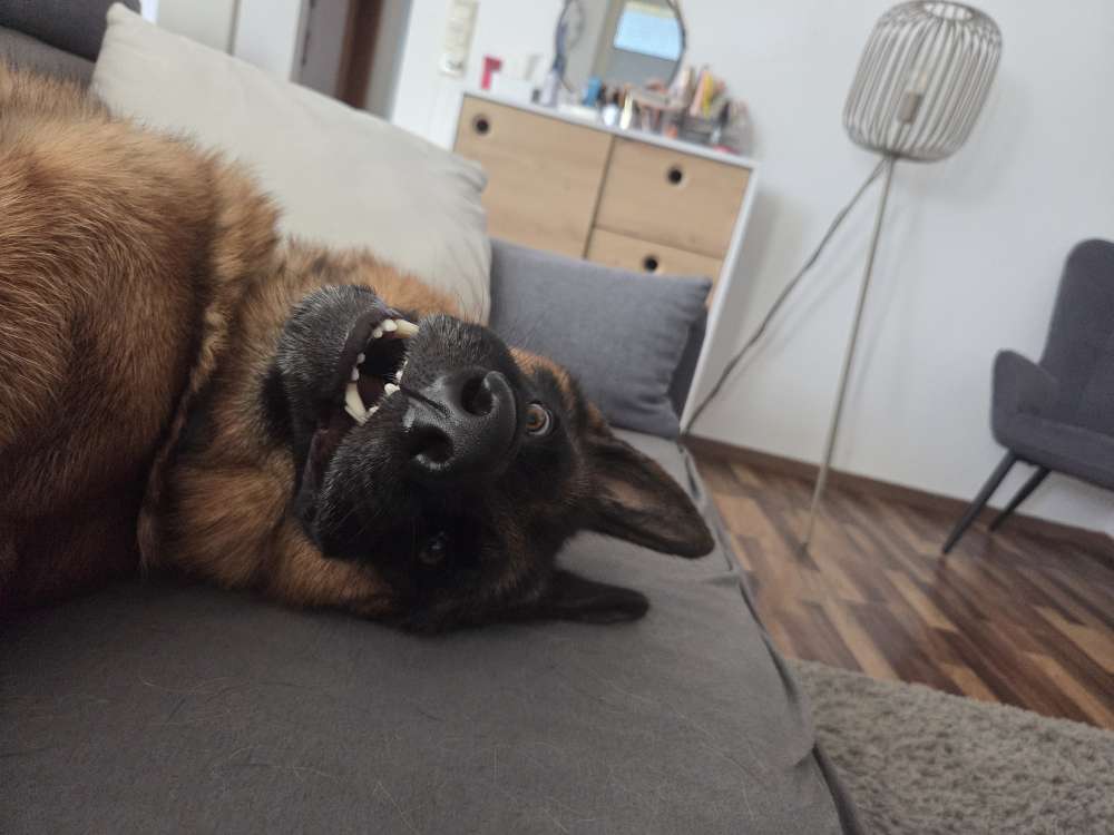 Hundetreffen-Sozialisierungspaziergang-Profilbild