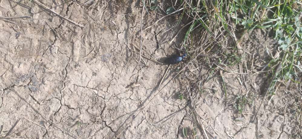 Giftköder-Ölkäfer (sehr giftig)-Profilbild