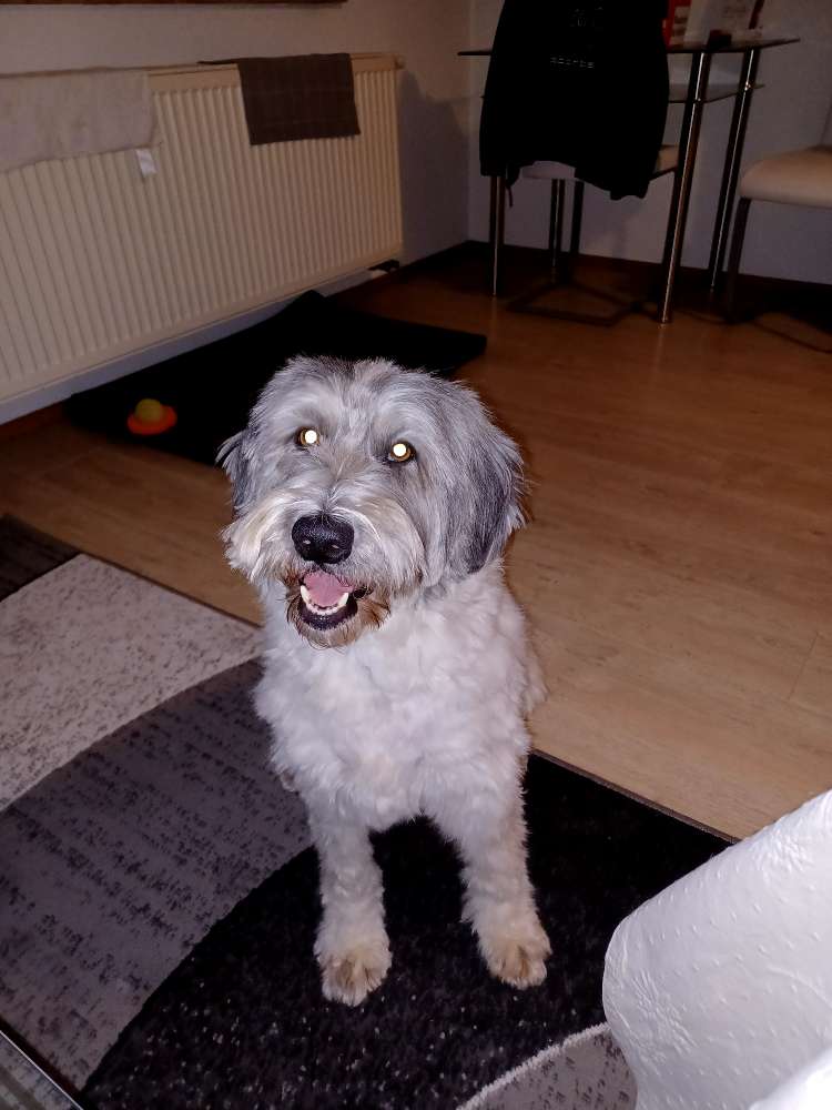 Hundetreffen-Rott am inn-Profilbild