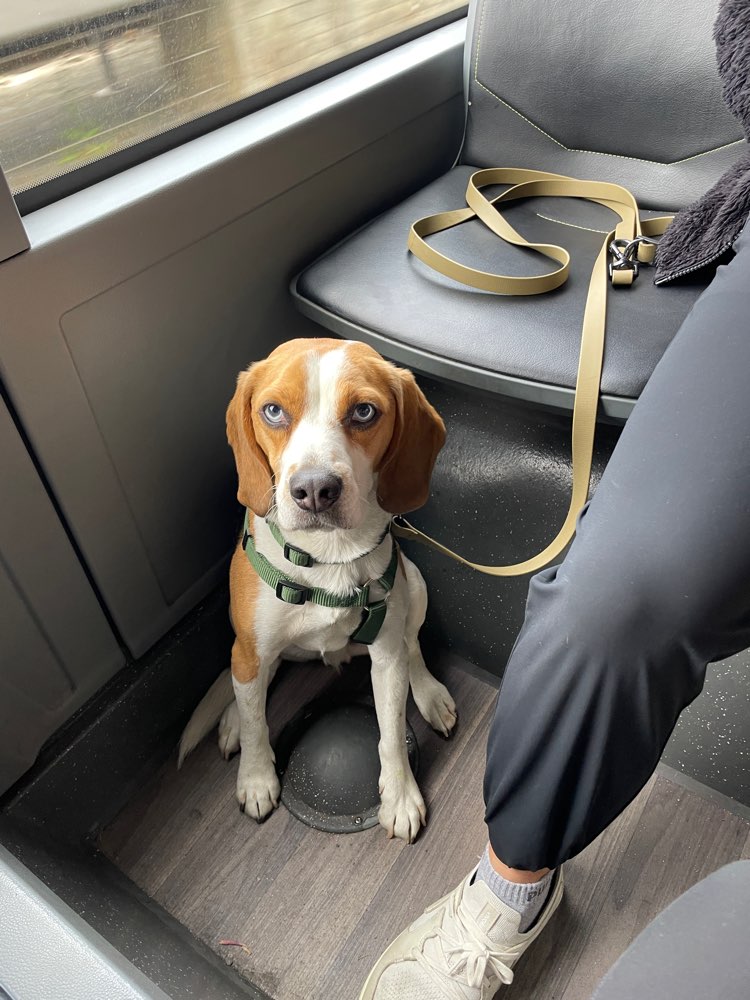 Hundetreffen-Spazieren und Spielen 🐾-Profilbild