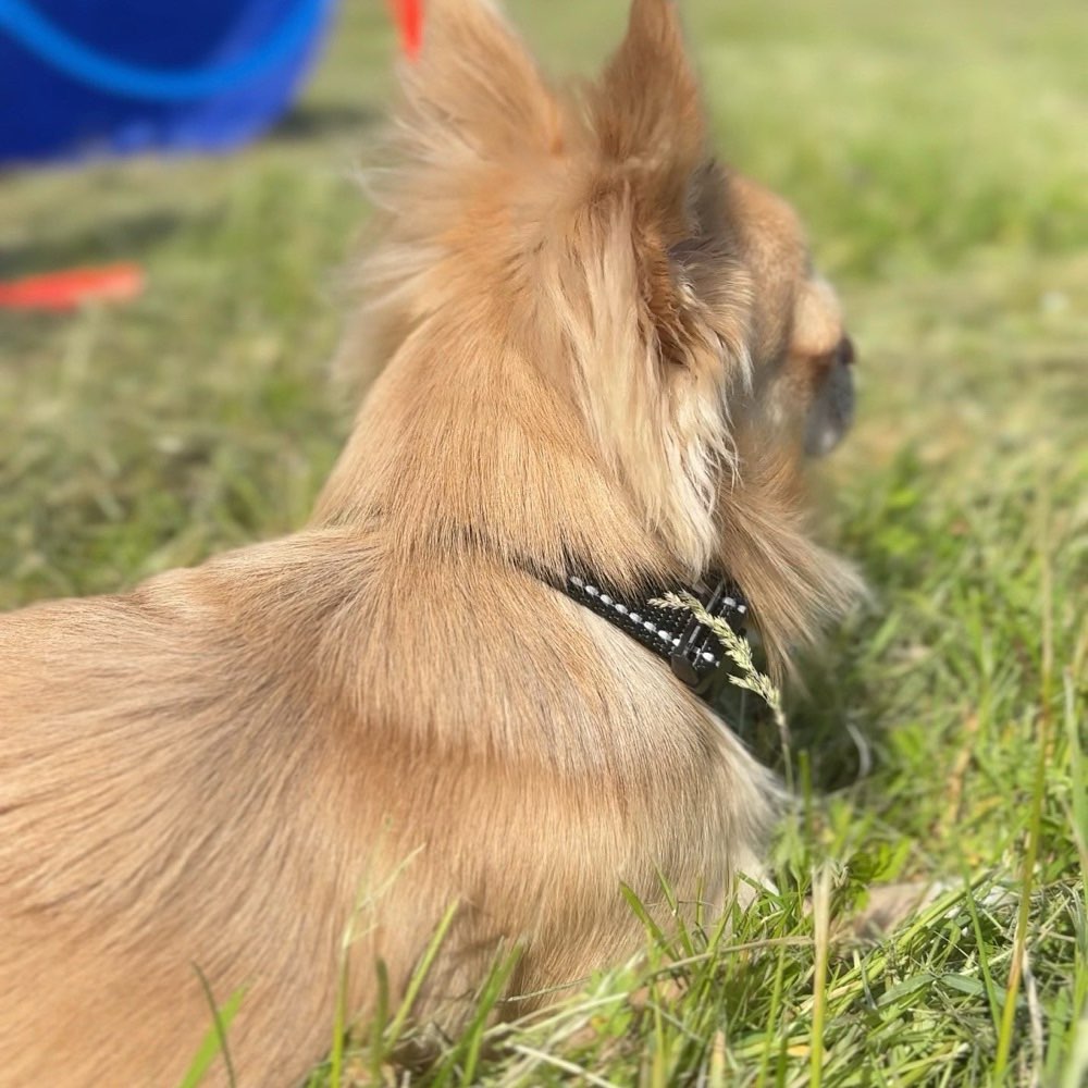 Hundetreffen-Training-Profilbild