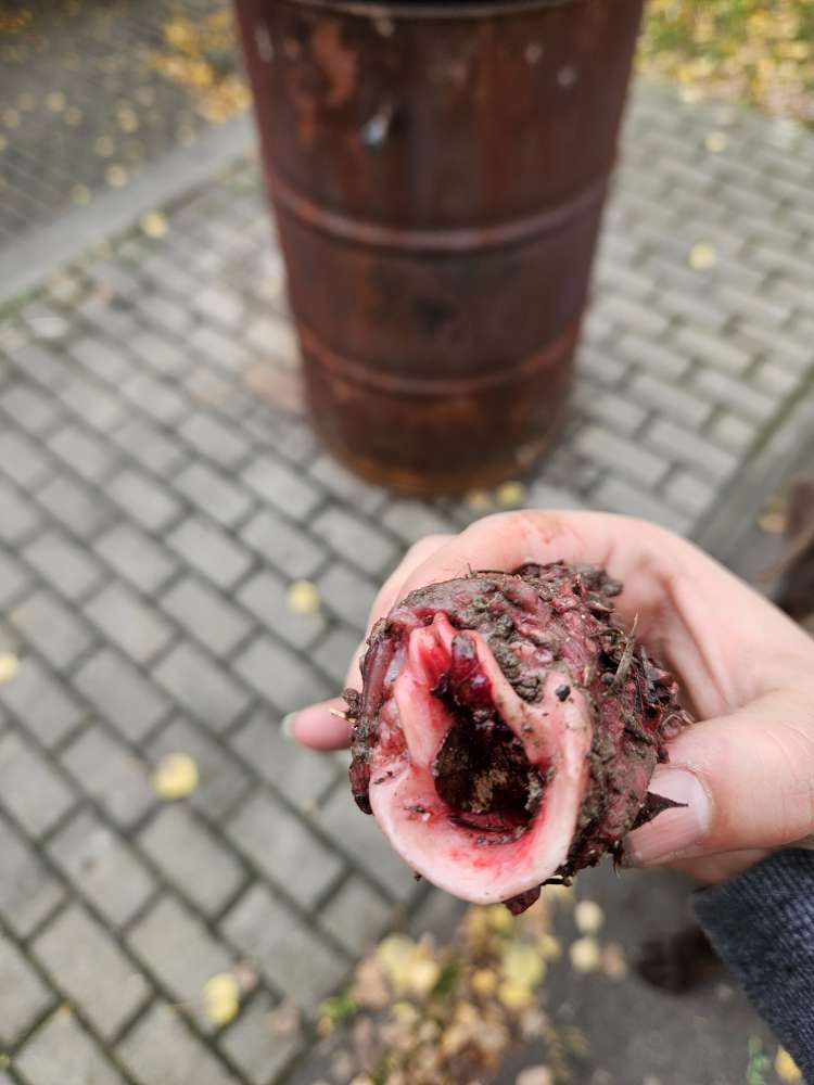 Giftköder-Fleischstücke-Profilbild