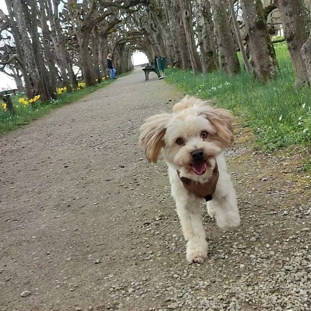 Hundetreffen-Gassi- und Spielfreunde gesucht-Profilbild