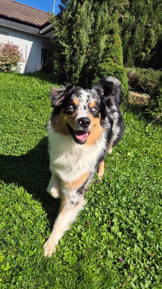 Hundetreffen-Training- und Spielpartner:innen-Profilbild