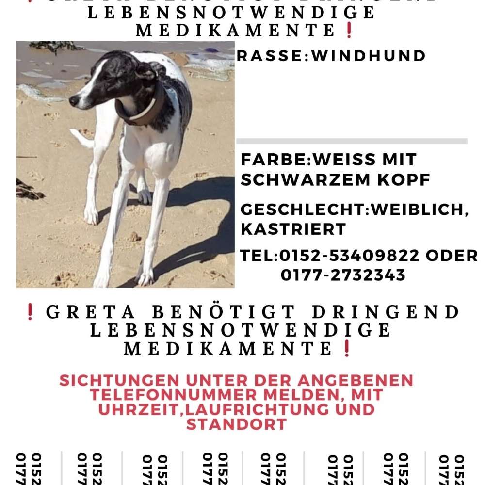 Suchmeldung-Greta-Profilbild