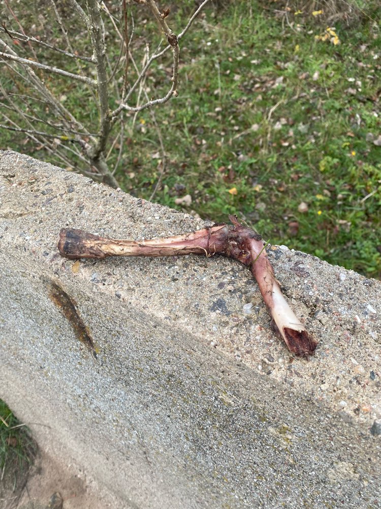 Giftköder-Knochenreste gefunden-Profilbild