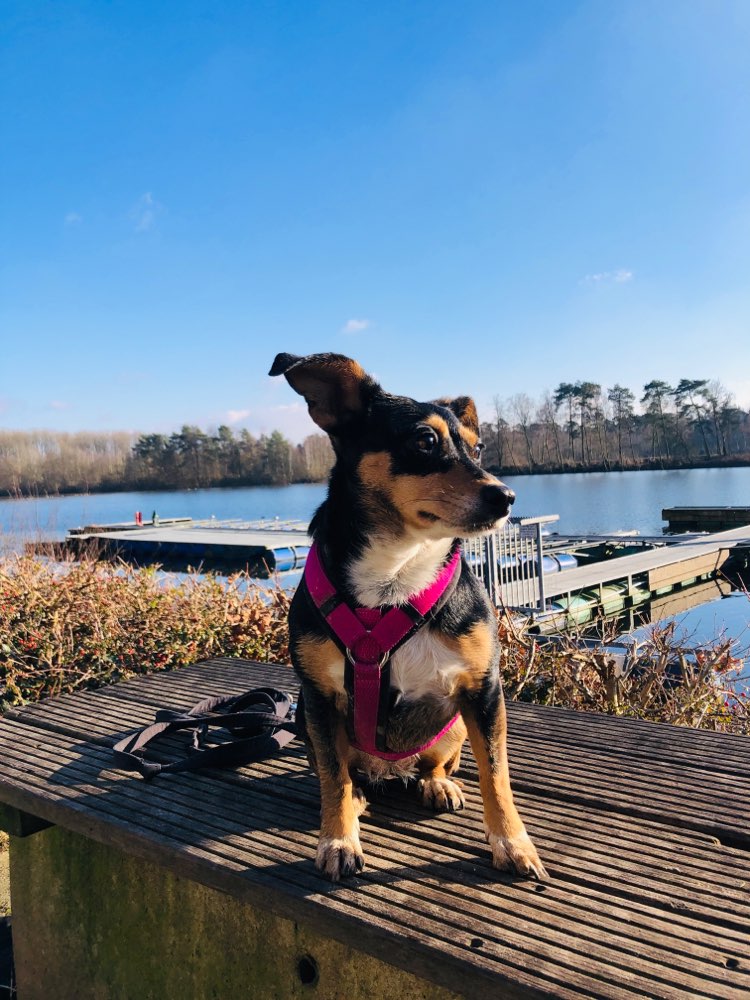 Hundetreffen-Kleine 🐕 Hunde-Profilbild