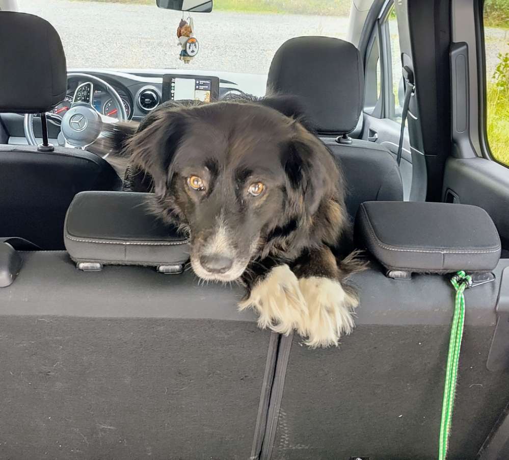 Hundetreffen-🐾 Gassigeh-Buddys gesucht – für eine besondere Hundedame mit Charakter 🐾-Profilbild