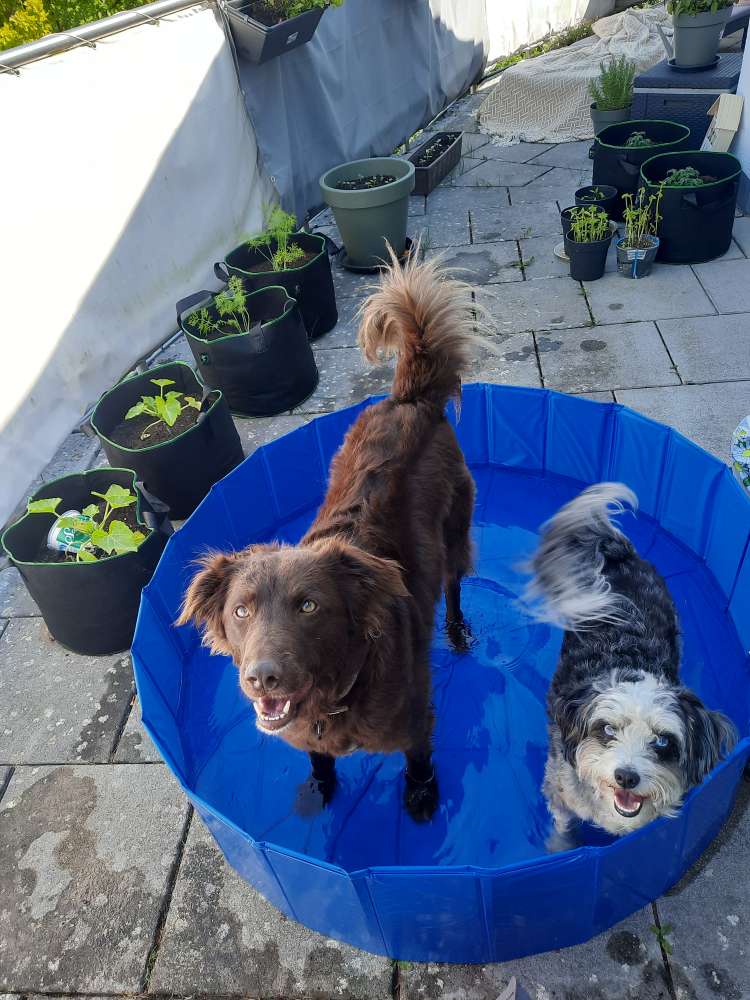 Hundetreffen-Socialwalk als Training-Profilbild