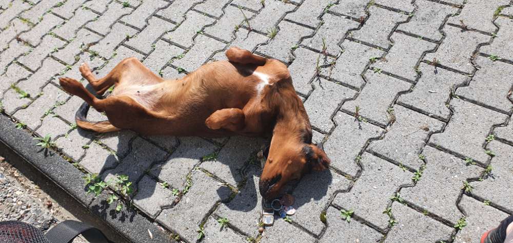 Hundetreffen-Gassirunden Rumtollen Hundefreunde-Profilbild