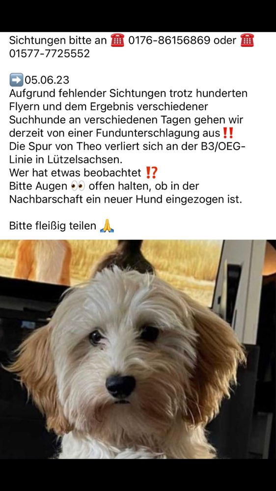 Suchmeldung-Theo-Profilbild