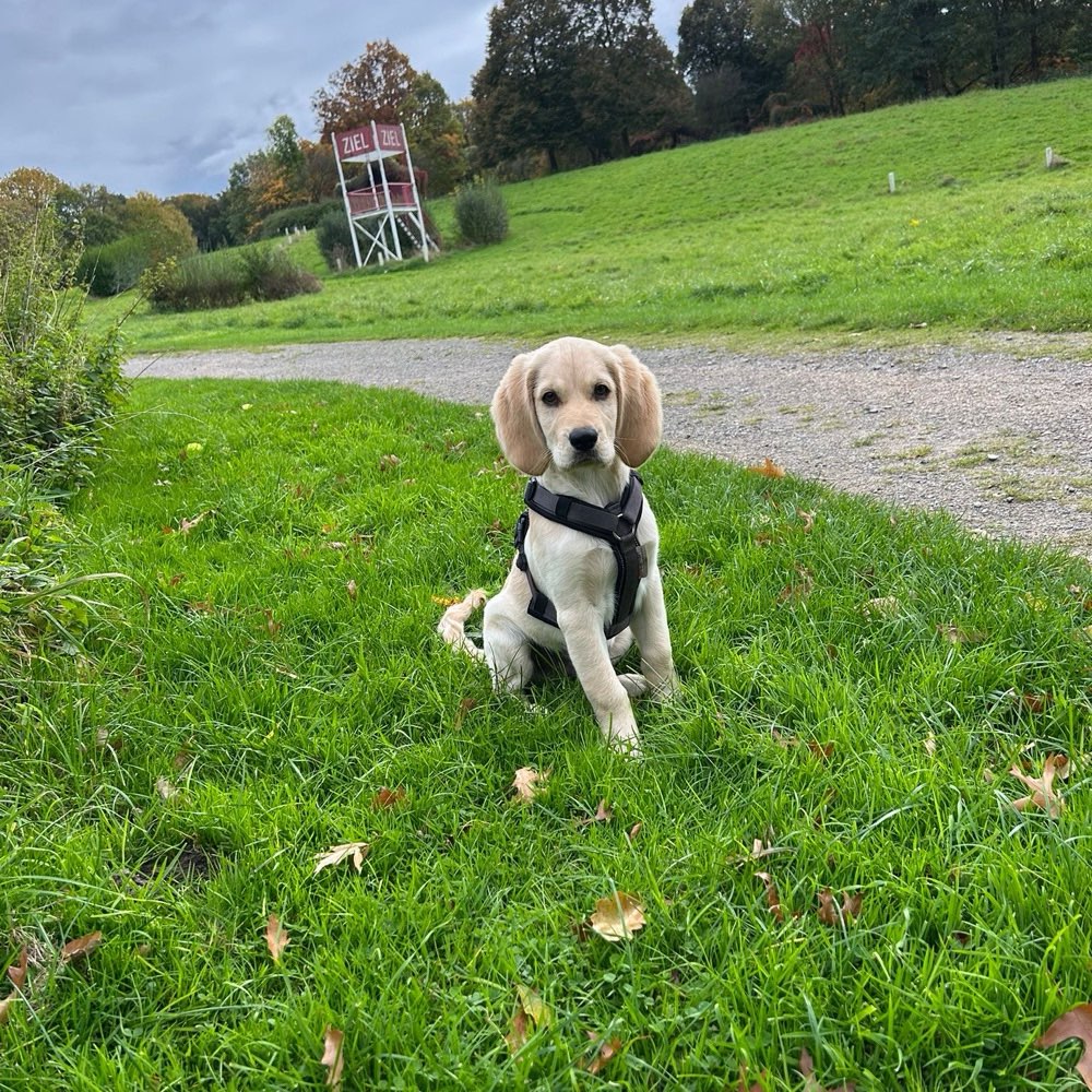 Hundetreffen-Spiel & Gassikumpel gesucht-Profilbild