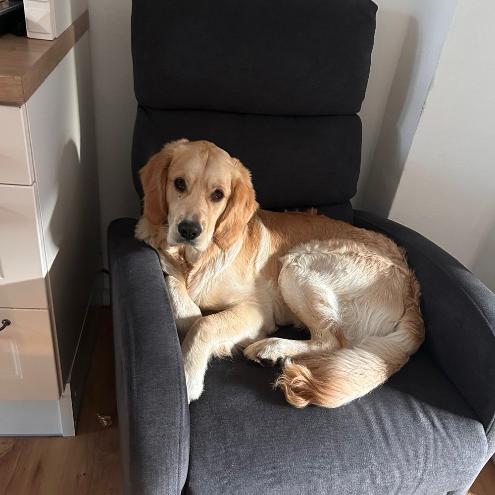 Hundetreffen-Spiel & Gassikumpel gesucht-Profilbild