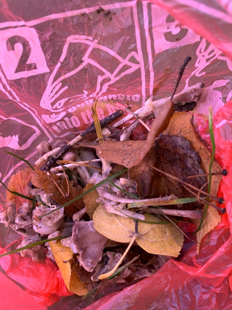 Giftköder-Hühnerknochen am Neuen Friedhof Höfingen-Profilbild