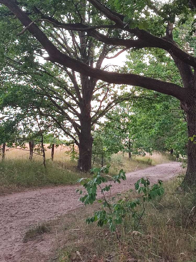 Giftköder-Eichenprozessionsspinner-Profilbild