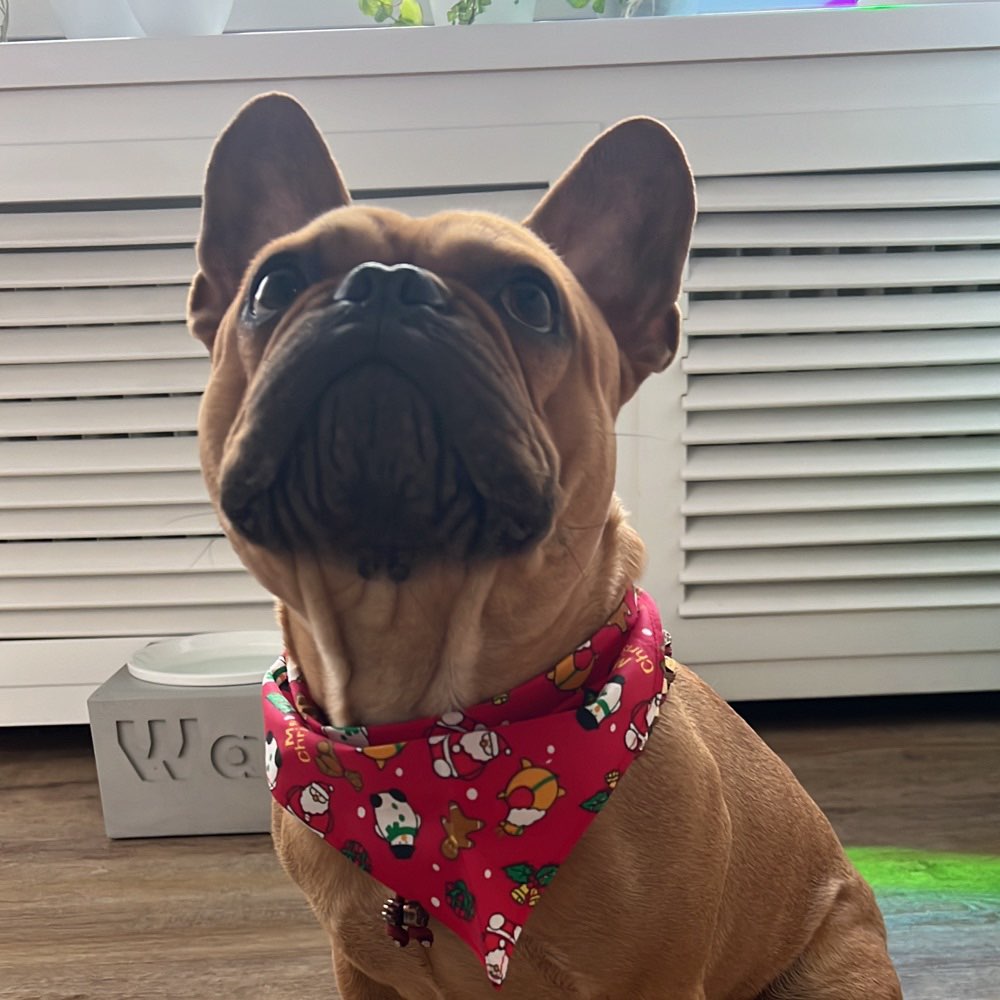 Hundetreffen-Gassirunde ,Spielen-Profilbild