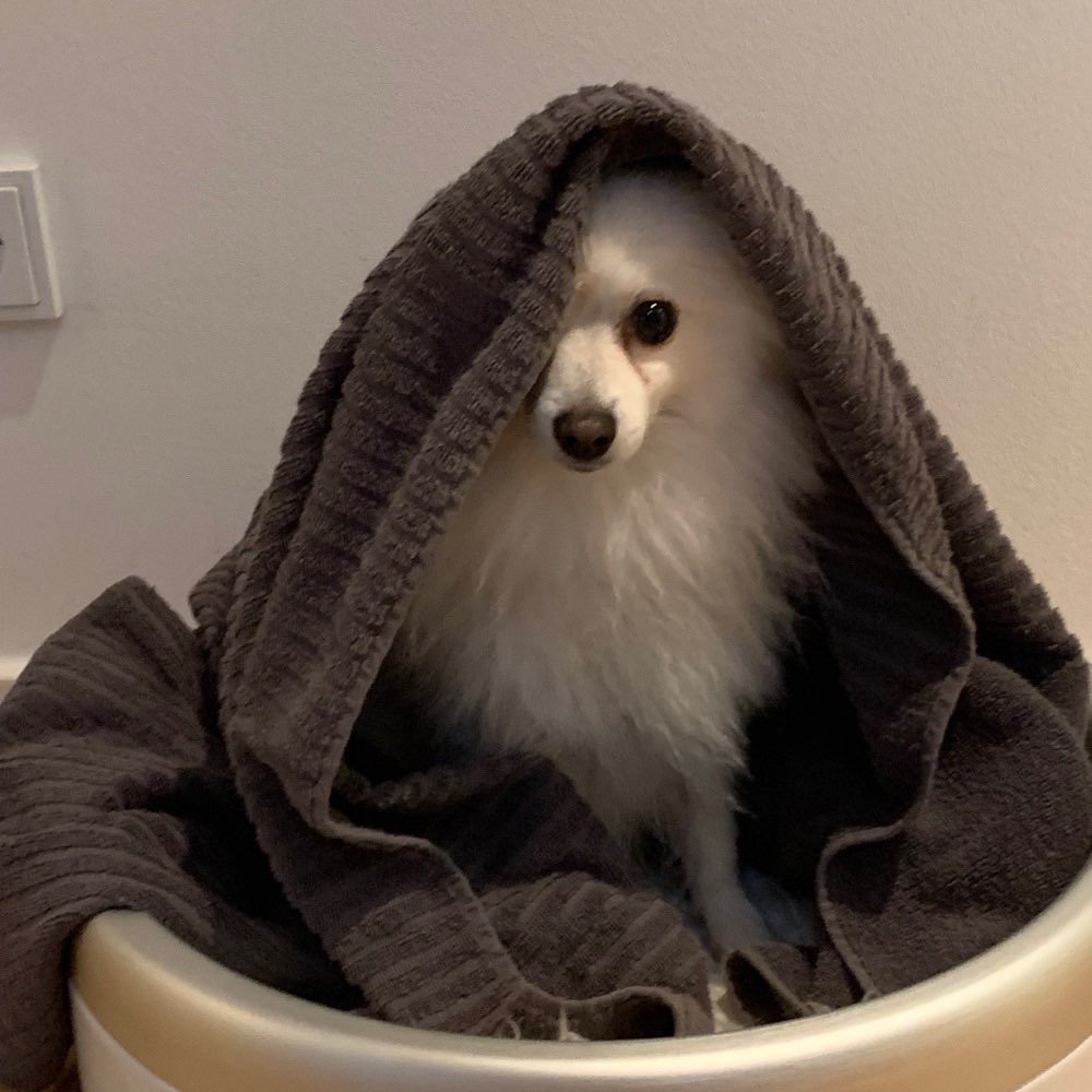 Hundetreffen-Spaziergänge-Profilbild