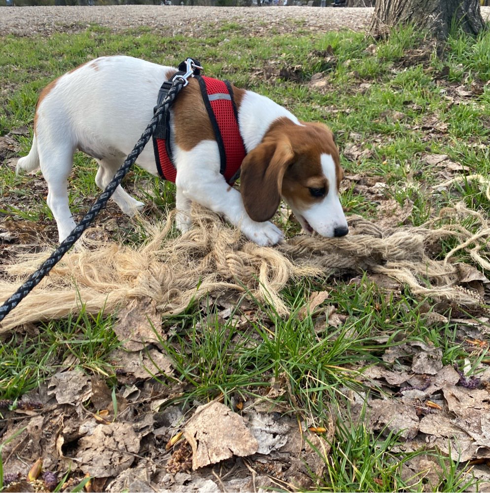 Hundetreffen-Welpentreff Friedrichshain-Profilbild