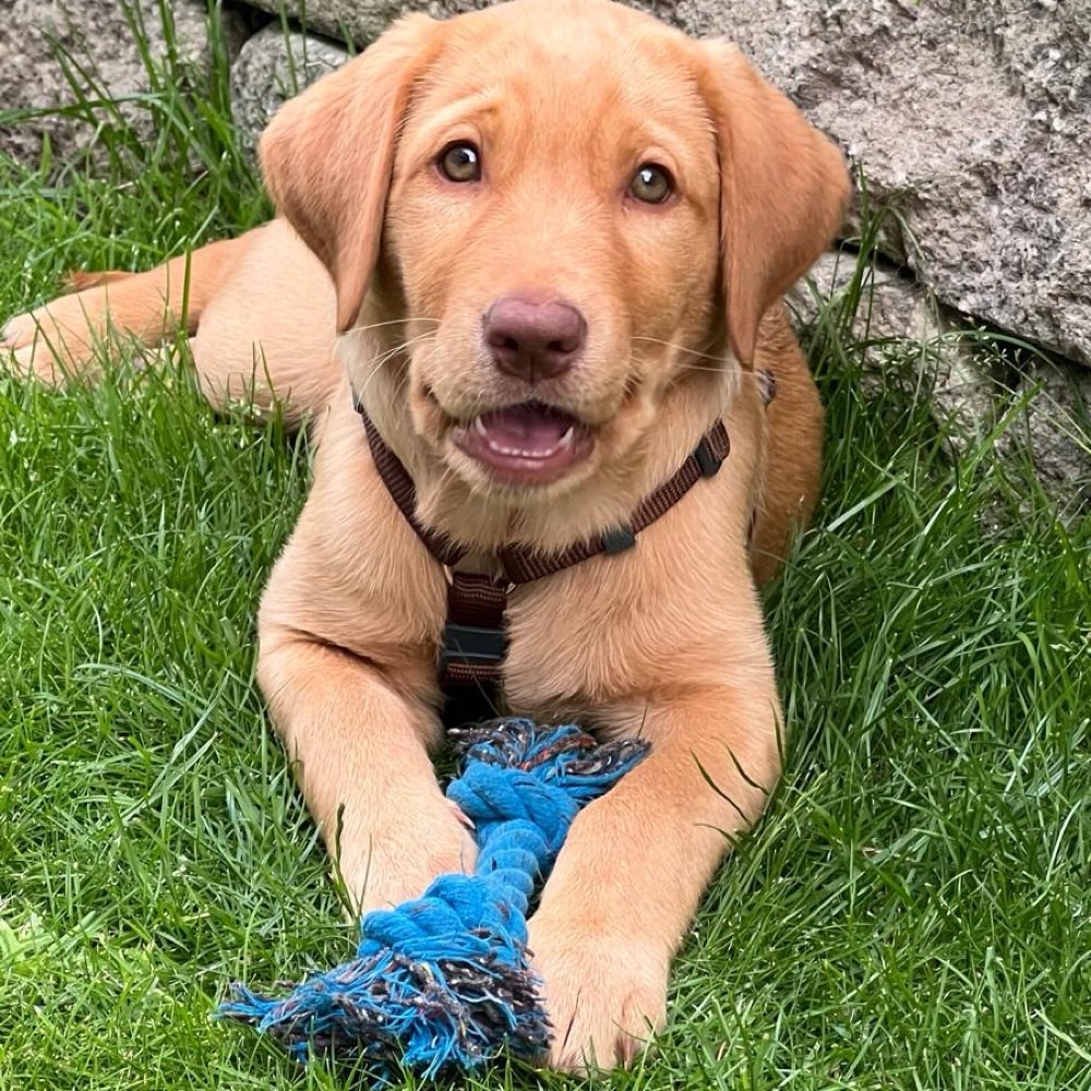 Hundetreffen-Welpenspielen-Profilbild