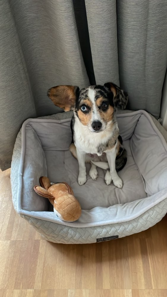 Hundetreffen-Gemeinsame Gassirunden-Profilbild