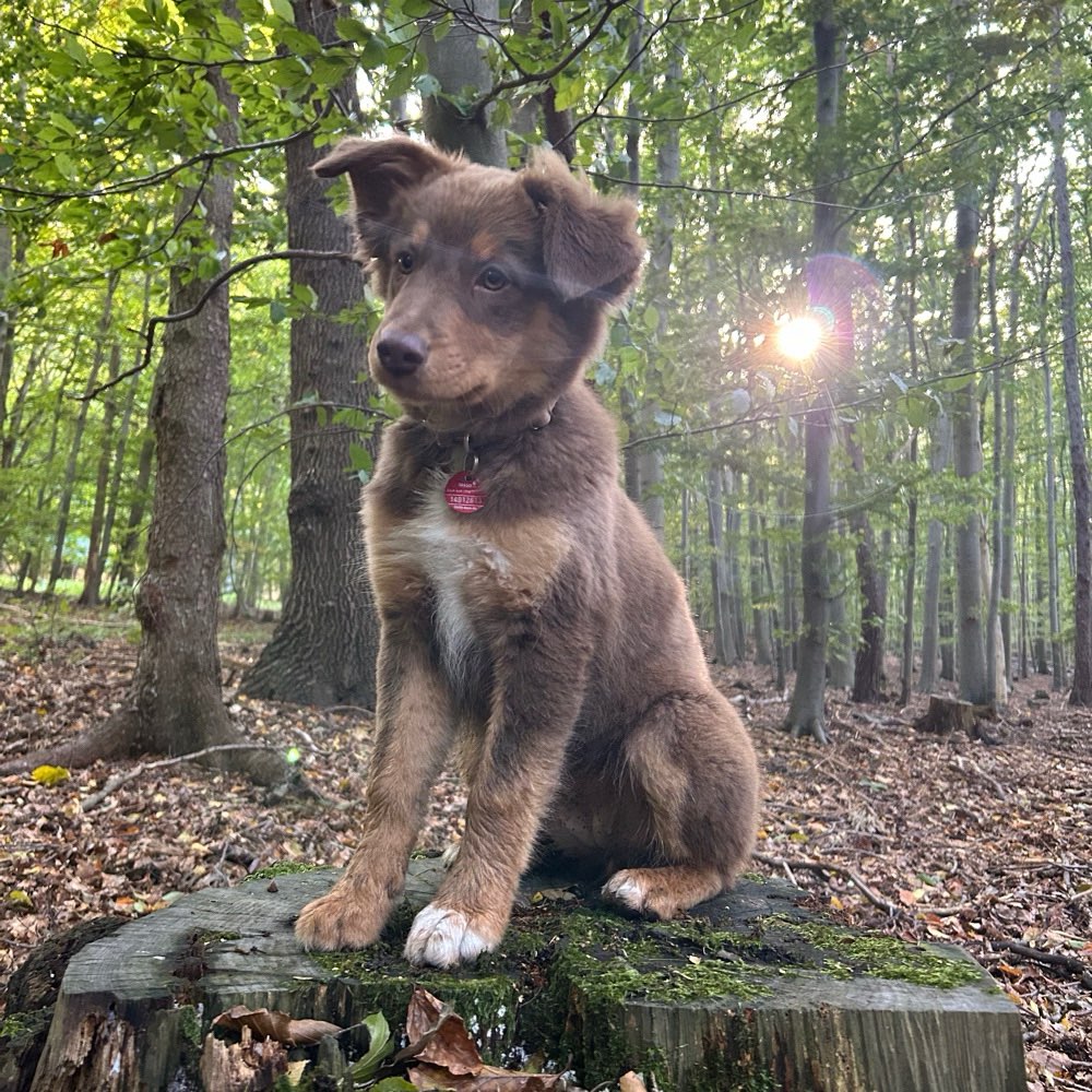 Hundetreffen-Sola sucht Anschluss 🦊-Profilbild