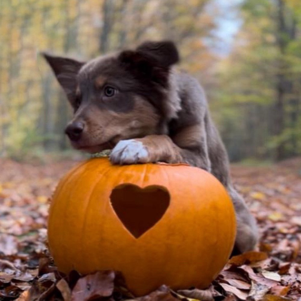 Hundetreffen-Sola sucht Anschluss 🦊-Profilbild