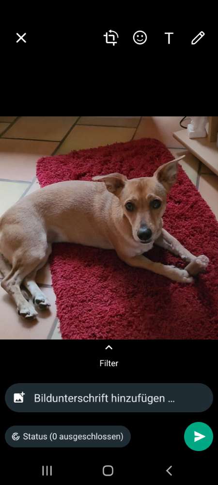 Hundetreffen-22889 Tangstedter🌳🐕✌️ forst-Profilbild