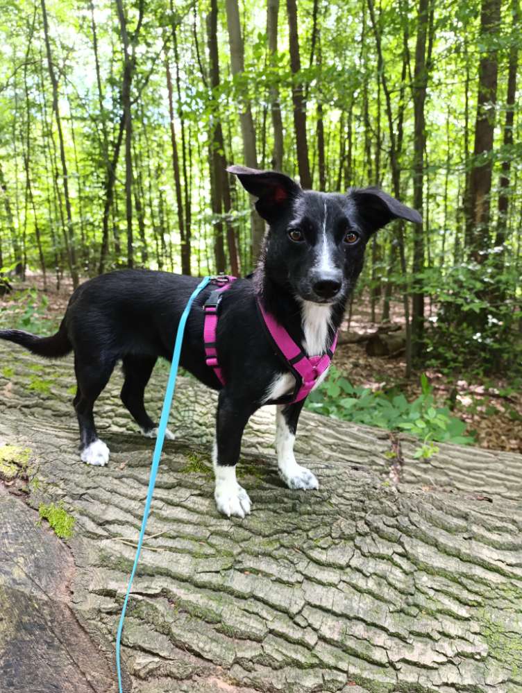 Hundetreffen-Spieltreff-Profilbild