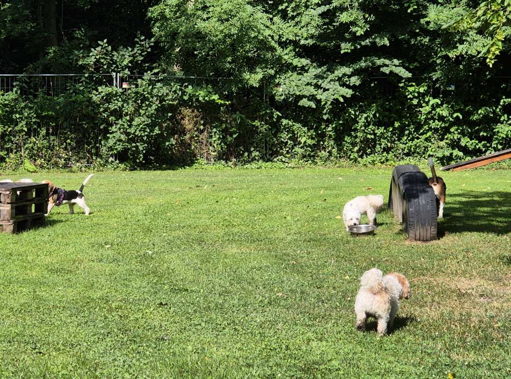 Hundetreffen-Spielen für Kleine Hunde-Profilbild
