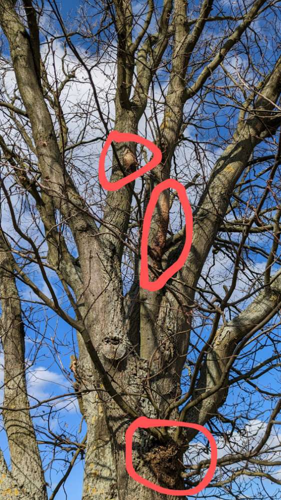 Giftköder-Eichenprozessionsspinner!-Profilbild