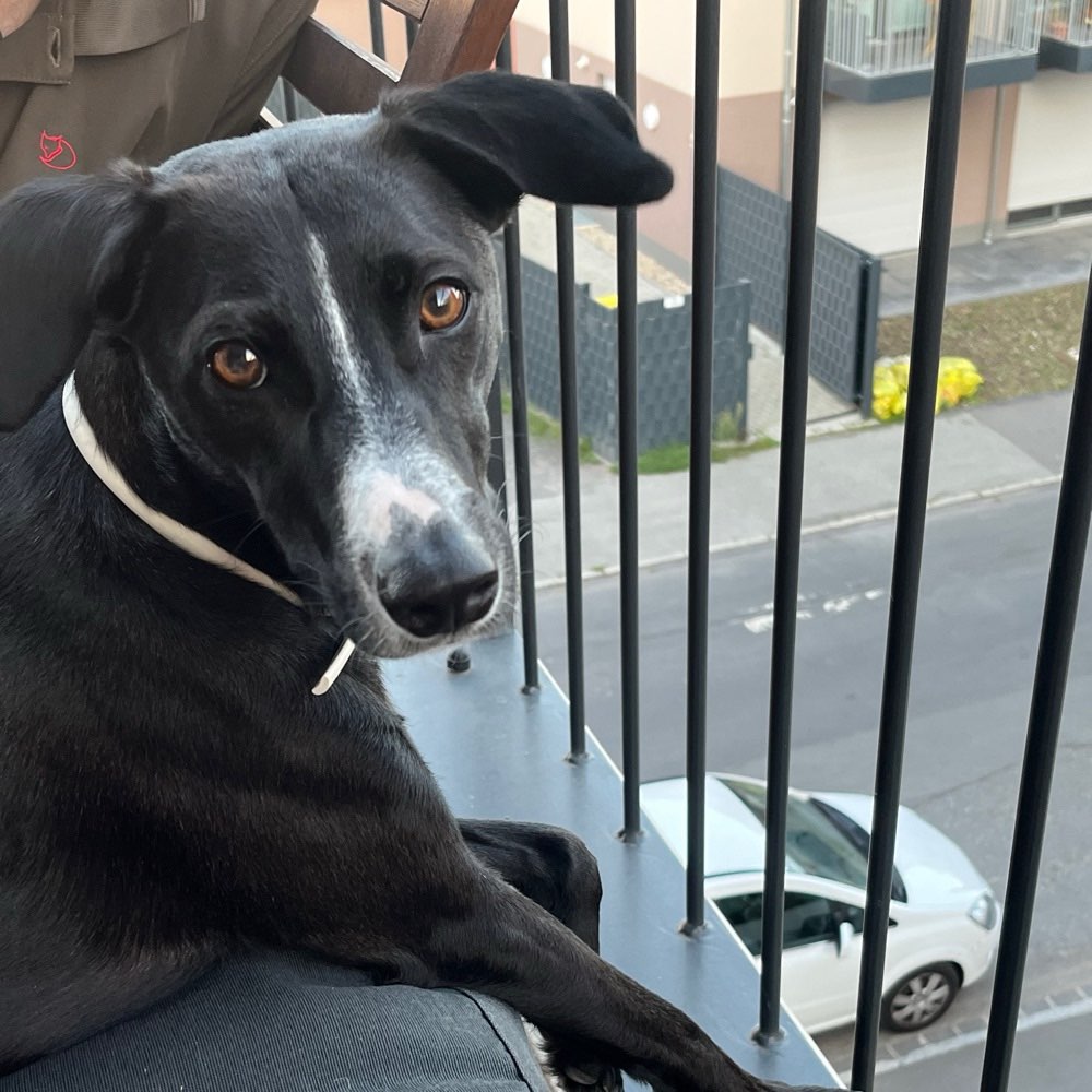 Hundetreffen-Begegnungstraining-Profilbild