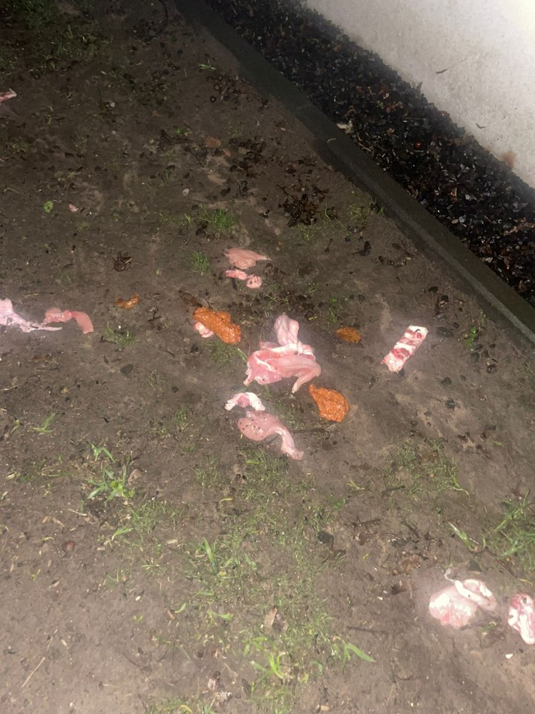 Giftköder-Rohes Fleisch-Profilbild