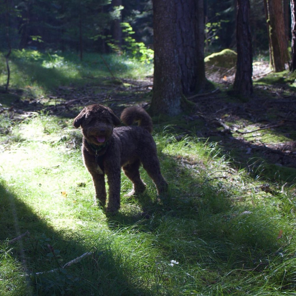 Hundetreffen-Social Walk alle Hunde sind willkommen-Profilbild